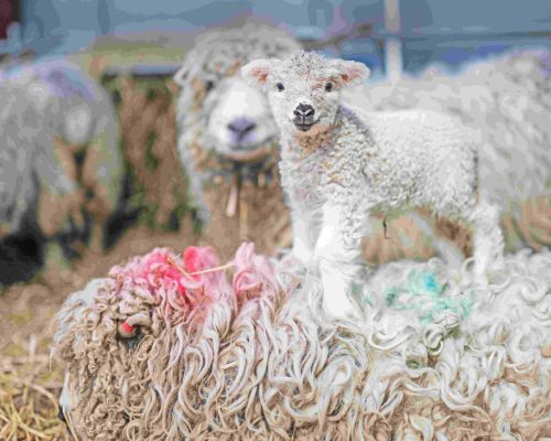 Lambs at Mead Open Farm