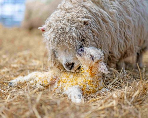 Lambs at Mead Open Farm