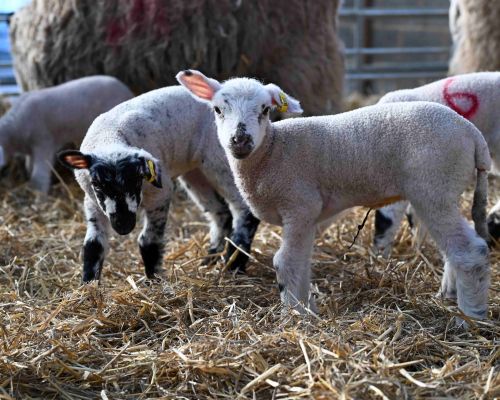 Lambs at Mead Open Farm