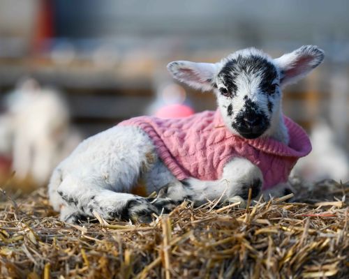 Lambs at Mead Open Farm