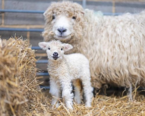 Lambs at Mead Open Farm