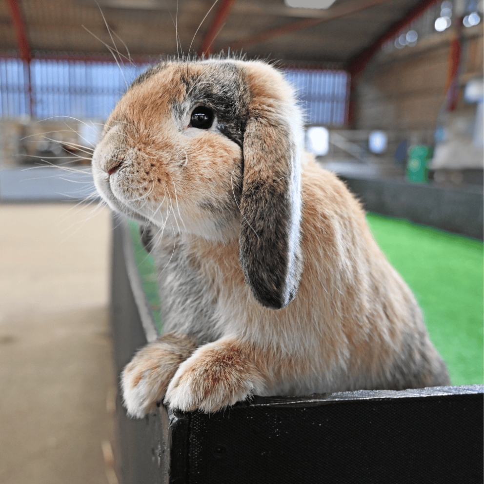 Rabbits at Mead Open Farm