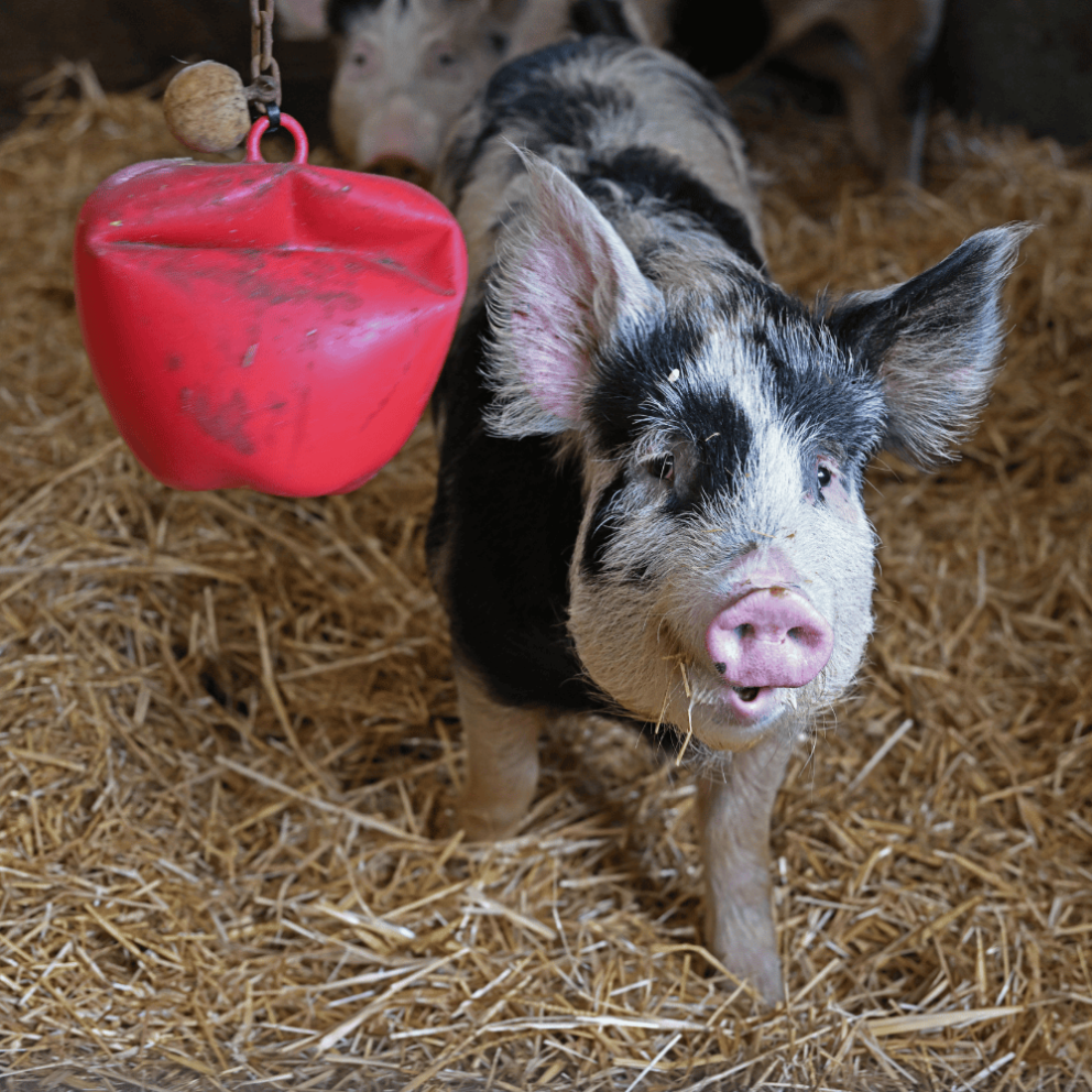 Pigs at Mead Open Farm