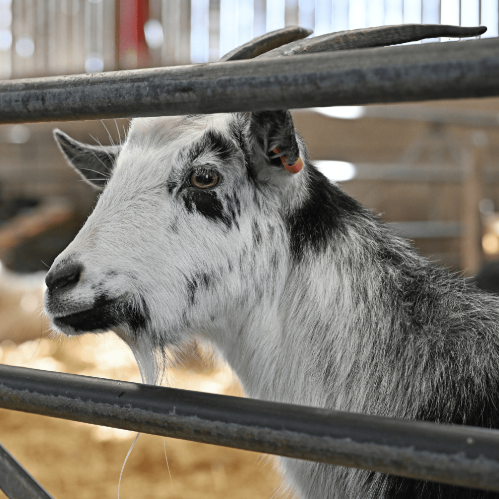 Goats at Mead Open Farm