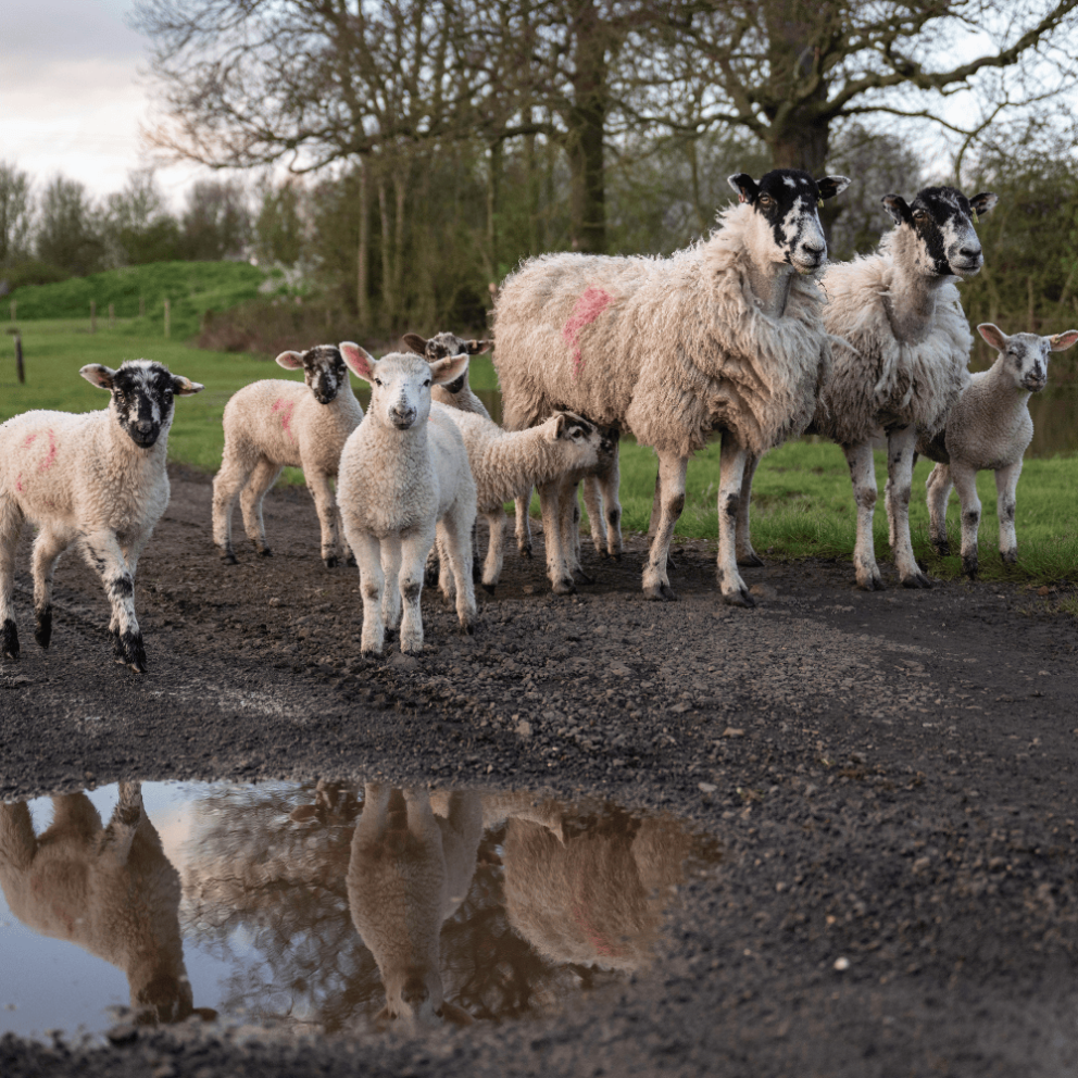 Sheep at Mead Open Farm