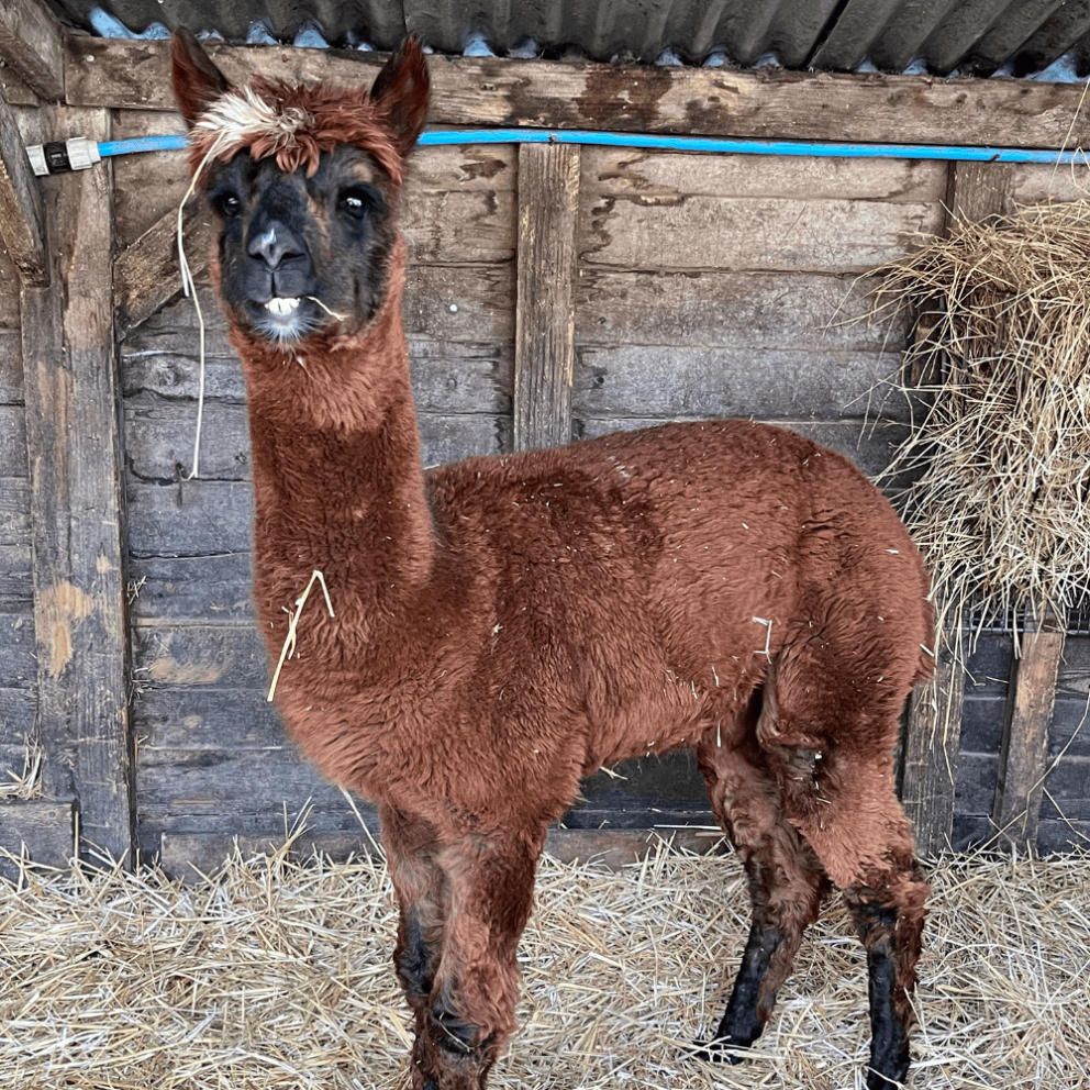 Alpacas at Mead Open Farm