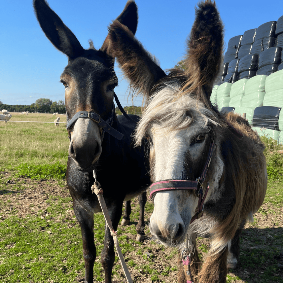 Donkeys at Mead Open Farm