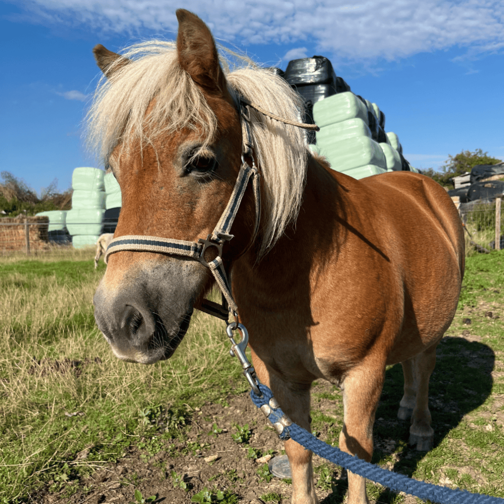 Ponies at Mead Open Farm