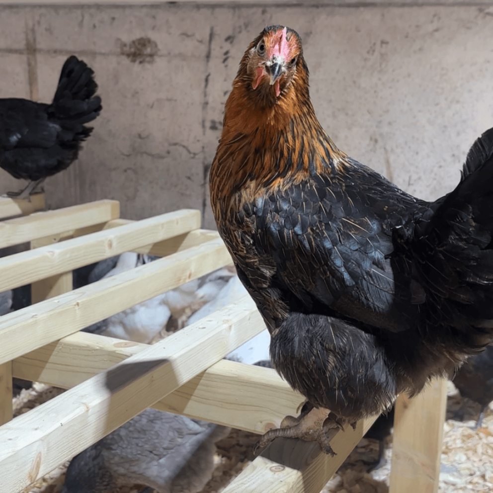 Chickens at Mead Open Farm