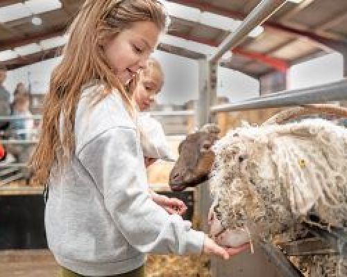 Girl feeding a sheep