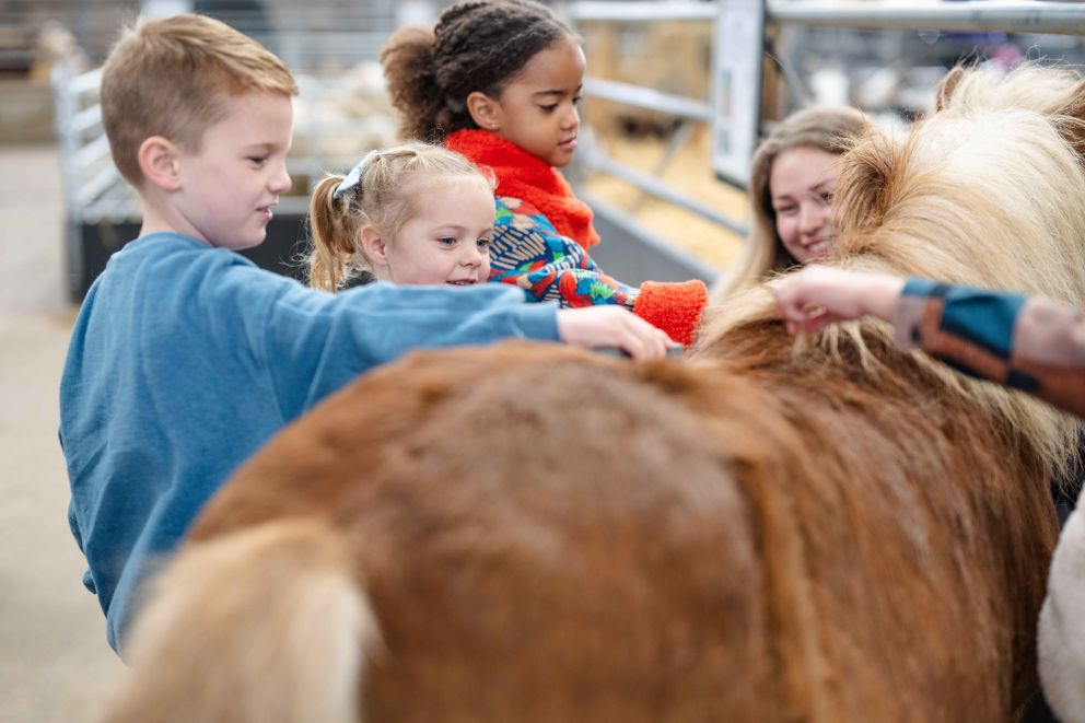 Pony Grooming at Mead Open Farm