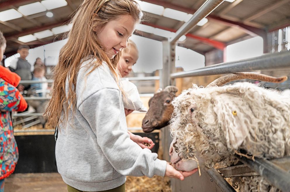 Girls feeding sheep