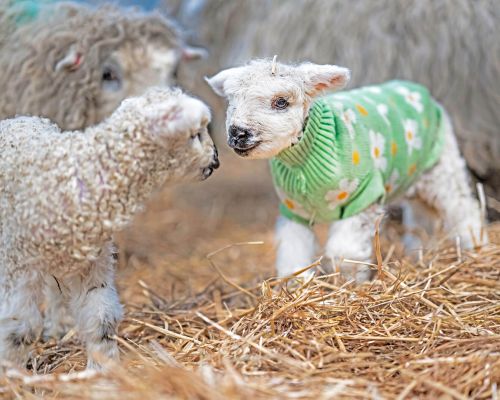 Baby Lambs