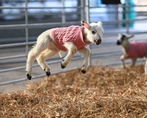 Lambs at Mead Open Farm