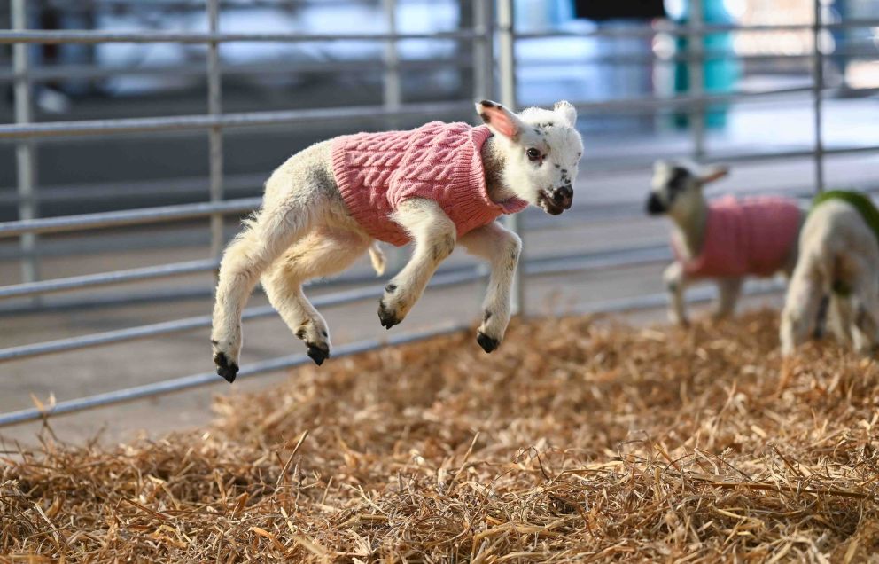 Lambs at Mead Open Farm