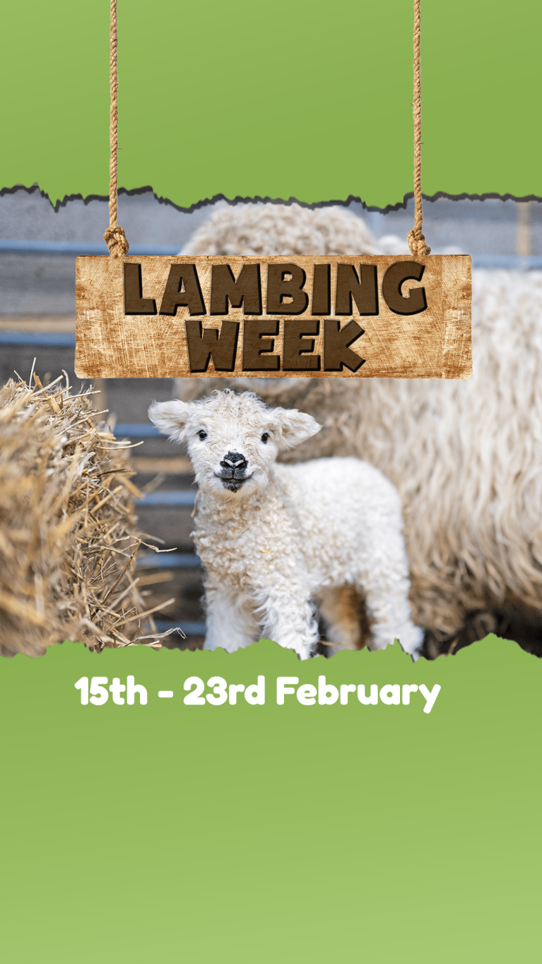 Lambing Week at Mead Open Farm